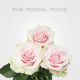 Light Pink Mondial 60 cm (25 st bunch)