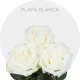 White Playa Blanca Roses 50-60 cm