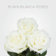 Playa Blanca 60 cm (25 St bunch)