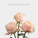 Peach Garden Princess Crown 60 cm (25 St bunch)