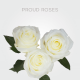 Box White Proud 40 cm (125 St)