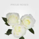 White Proud 40 cm (25 St bunch)