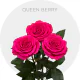 Hot Pink Queenberry Roses 50-60 cm