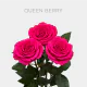 Box Hot Pink Queenberry 50 cm (100 St)