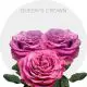 Garden Queen´s Crown Roses 40-60 cm