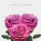 Lavender Queen´s Crown Roses 50 cm (25 St bunch)