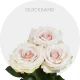 Cream Quicksand Roses 50-60 cm