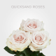 Cream Quicksand roses 60 cm (25 St bunch)