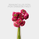 Box Flowers Ranunculus Pon Pon Dragon Fruit 35 cm (240 St)