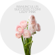 Flowers Ranunculus Success Cloni Lady