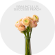 Ranunculus Success Peach