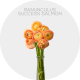 Flowers Ranunculus Elegance Peach Pastello