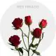 Red Mikado Spray Roses