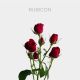 Spray Red Rubicon 40-60 cm (10 St bunch)