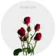 Box Spray Red Rubicon 40-60 cm (100 St)