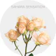 Box Spray Sahara Sensation 40-60 cm (100 St)