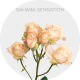 Spray Sahara Sensation 40-60 cm