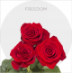 Box Freedom 40 cm (125 St)