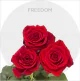 Box Freedom 40 cm (125 St)