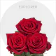 Box Red Explorer Roses 60 cm (100 St)