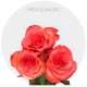 Bicolor High & Magic Roses 50-60 cm
