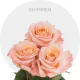 Peach Shimmer Roses 50-60 cm