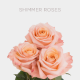 Peach Shimmer Roses 60 cm (25 St bunch)
