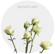 Spray White Snowflake 40 cm (100 St)