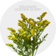 Box Solidago Golden Glory (150 St)
