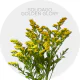 Box Solidago Golden Glory (150 St)
