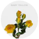 Box Spray Yellow Baby 40-60 cm (100 St)