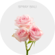 Box Spray Bali 40 cm (100 St)