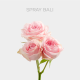 Light Pink Spray Bali 40-60 cm (5 St bunch)