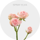 Spray Light Pink Elva 40-60 cm