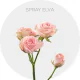 Spray Light Pink Elva 40-60 cm