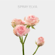 Spray Pink Elva 40-60 cm (5 St bunch)