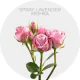 Spray Lavender Irishka 40-60 cm
