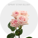 Box Peach Spray Star Blush 40-60 cm (100 St)
