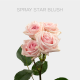 Spray Star Blush 40-60 cm (10 St bunch)