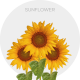 Flowers Sunflower Select 70 cm