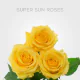 Yellow Super Sun Roses 60 cm (25 St bunch)