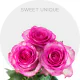 Pink Sweet Unique Roses 50-70 cm