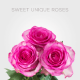 Pink Sweet Unique Roses 50 cm (25 St bunch)