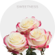 Box Bicolor Cream/Hot Pink Sweetness Roses 40 cm (100 St)