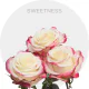 Box Bicolor Cream/Hot Pink Sweetness Roses 40 cm (100 St)