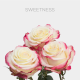 Hot Pink/White Sweetness Roses 50 cm (25 St bunch)