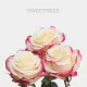 Hot Pink/White Sweetness Roses 50 cm (25 St bunch)