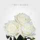White Tibet 60 cm (25 St bunch)