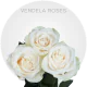 Cream Vendela Roses 40-60 cm