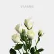 Spray White Viviane 40 cm (10 St bunch)